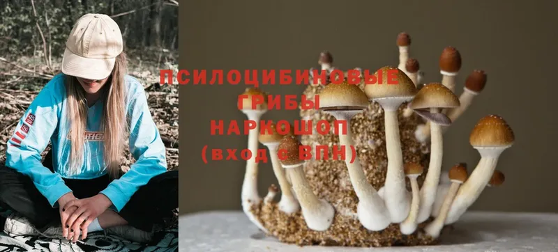 Галлюциногенные грибы MAGIC MUSHROOMS  наркошоп  площадка формула  Светлоград 